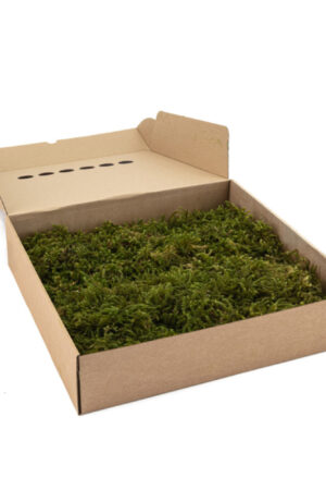 Box Muschio Star verde naturale