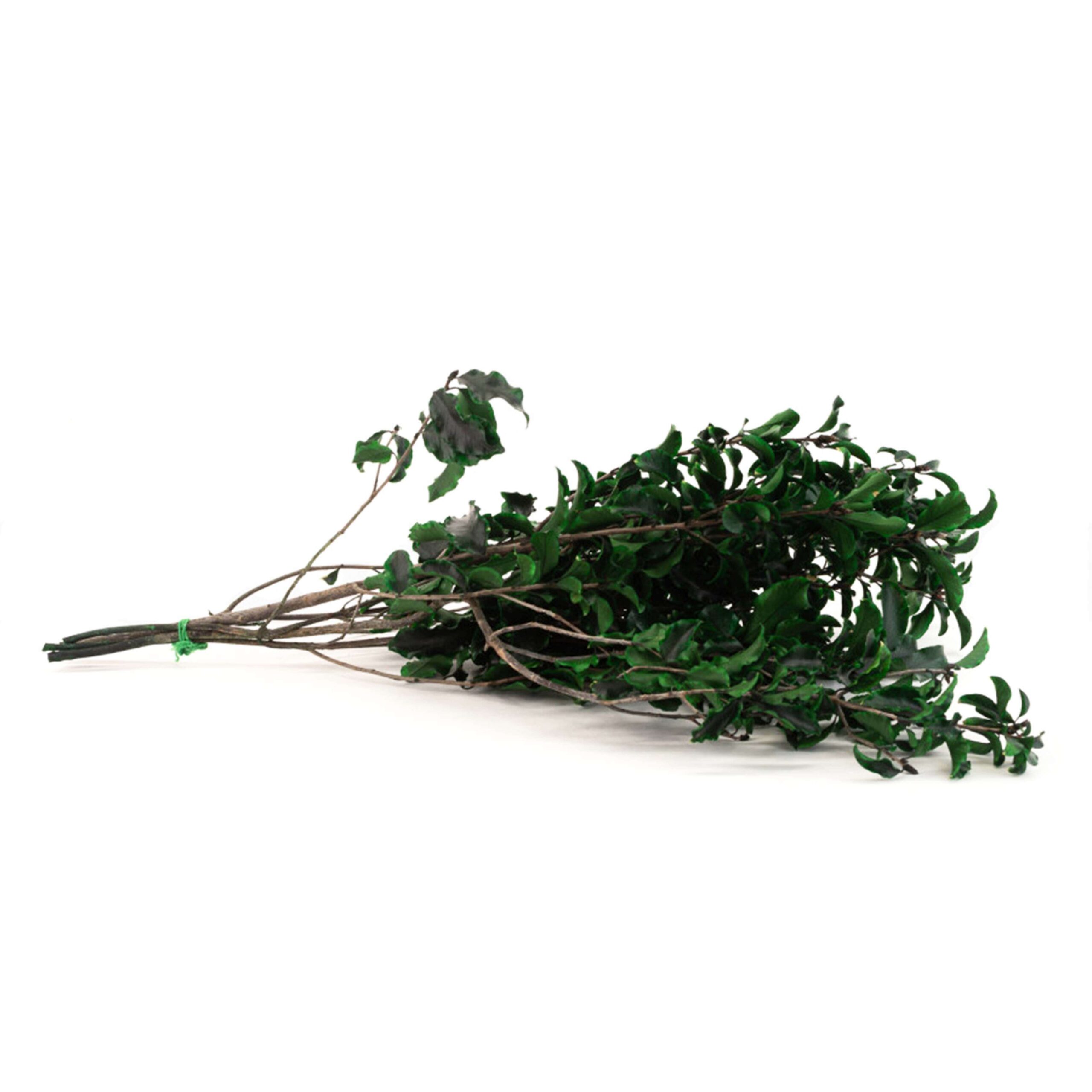 Pitosforo stabilizzato verde - immagine 2