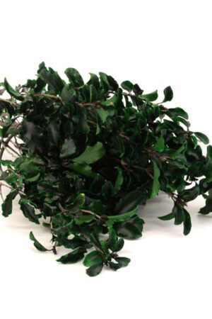 Pitosforo stabilizzato verde