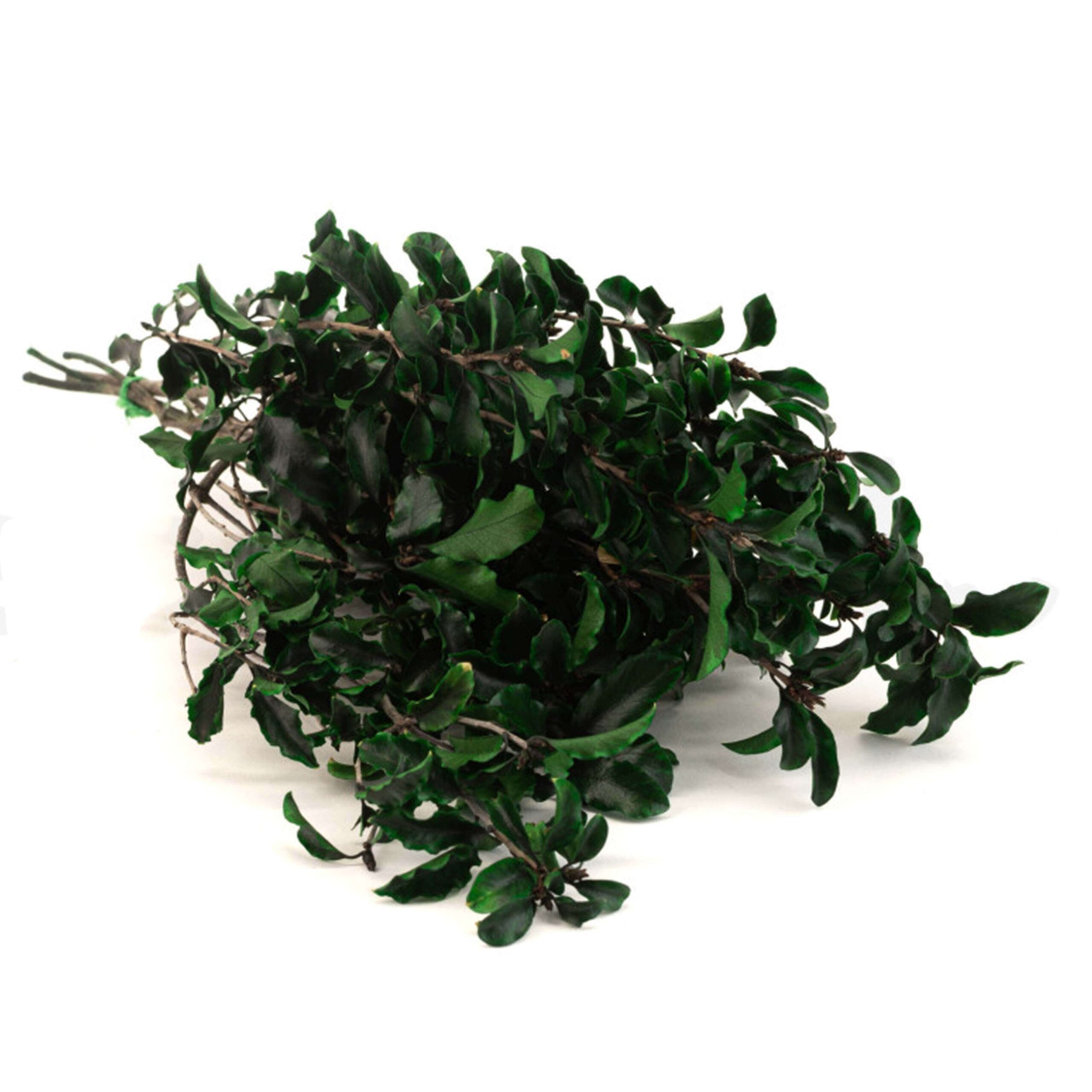Pitosforo stabilizzato verde