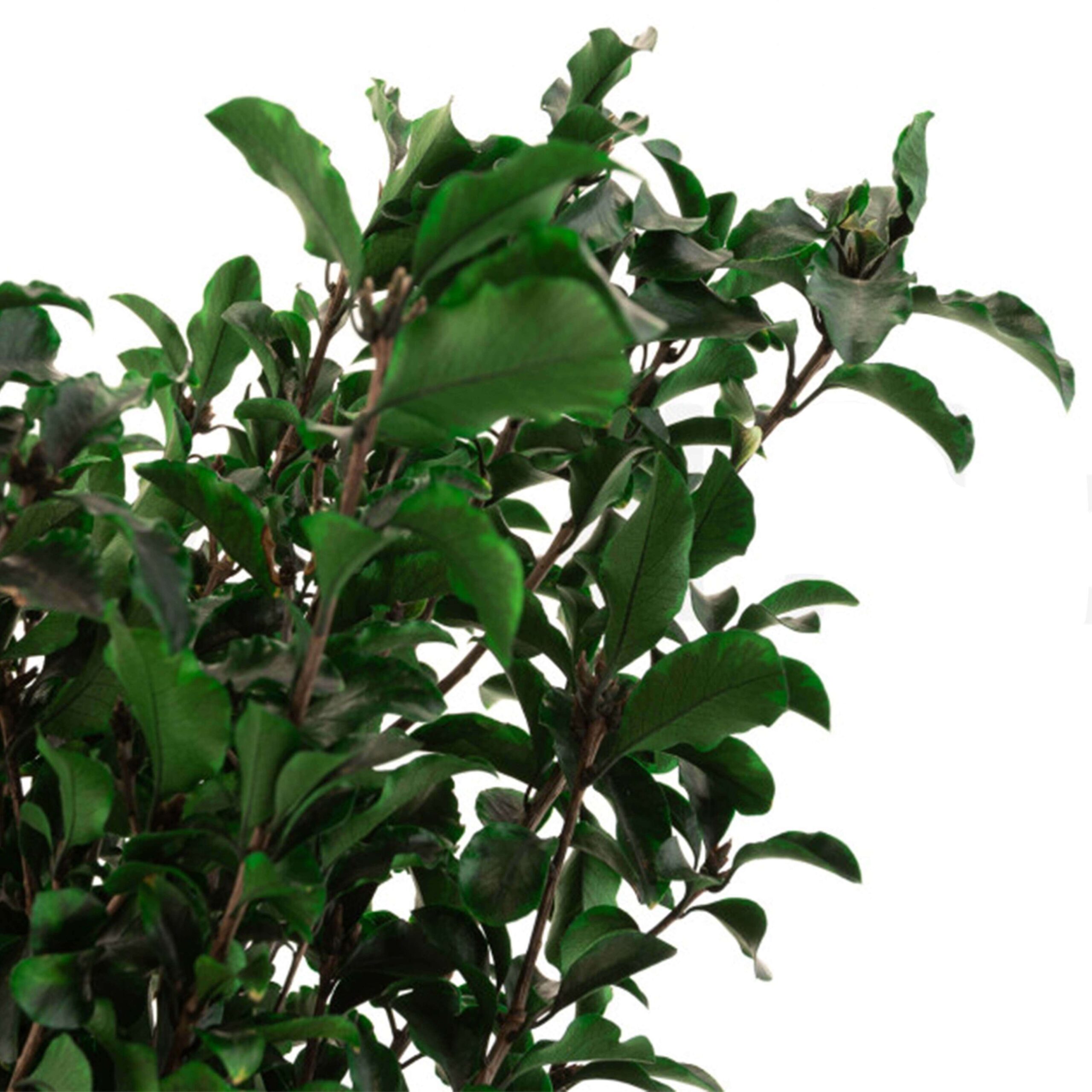 Pitosforo stabilizzato verde - immagine 4