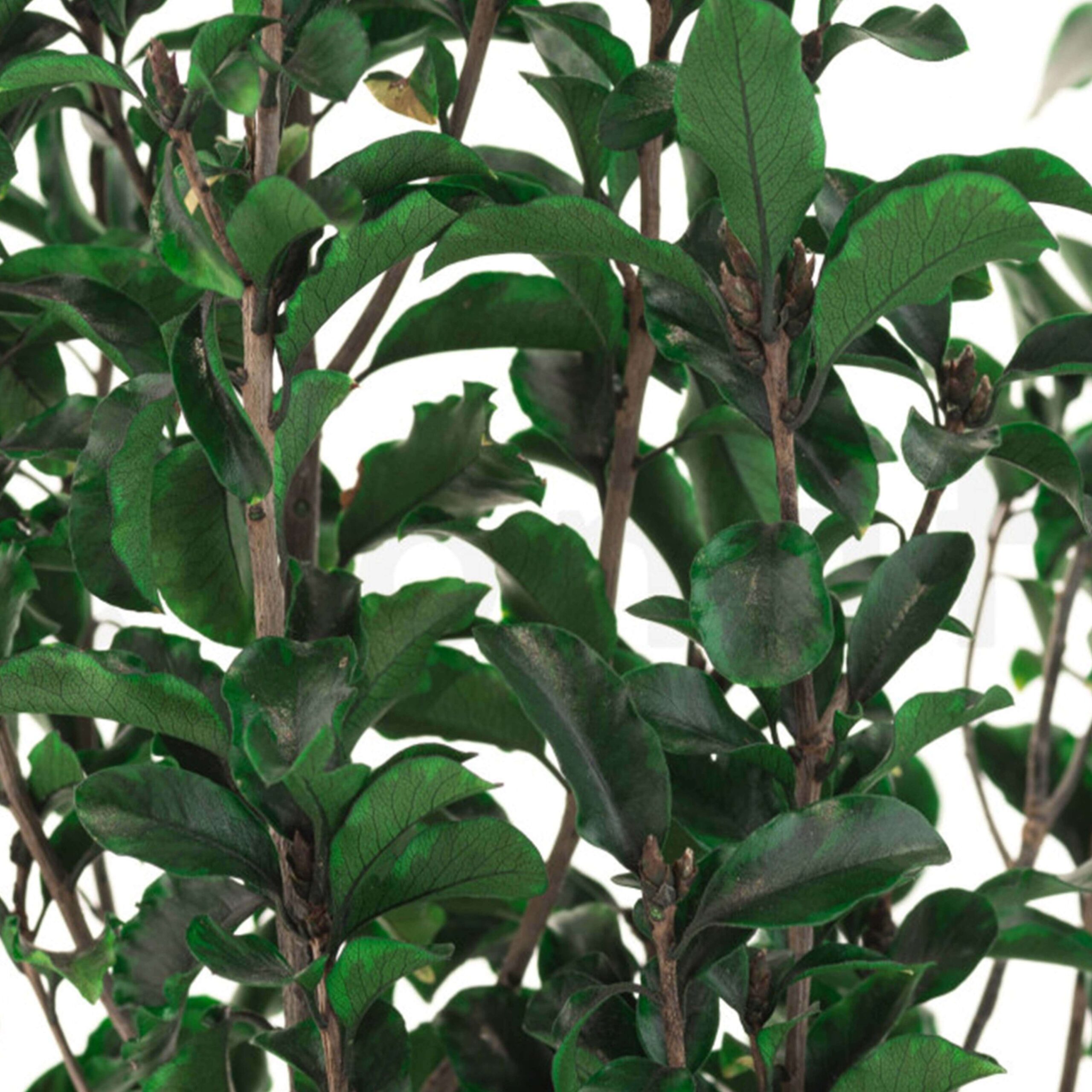 Pitosforo stabilizzato verde - immagine 3