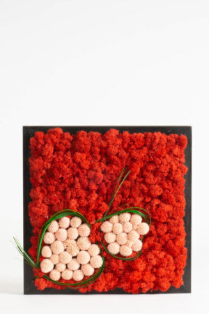 Quadro Lichene e Craspedia