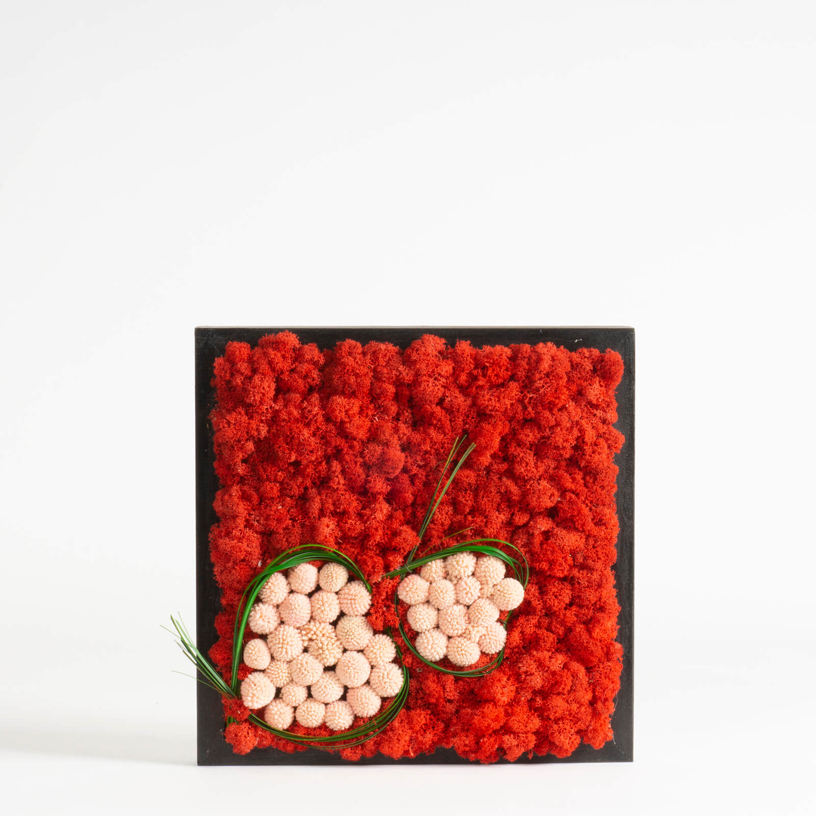 Quadro Lichene e Craspedia