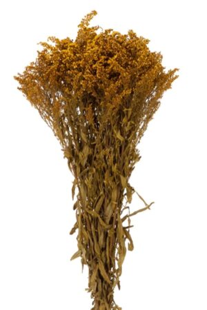 Solidago giallo