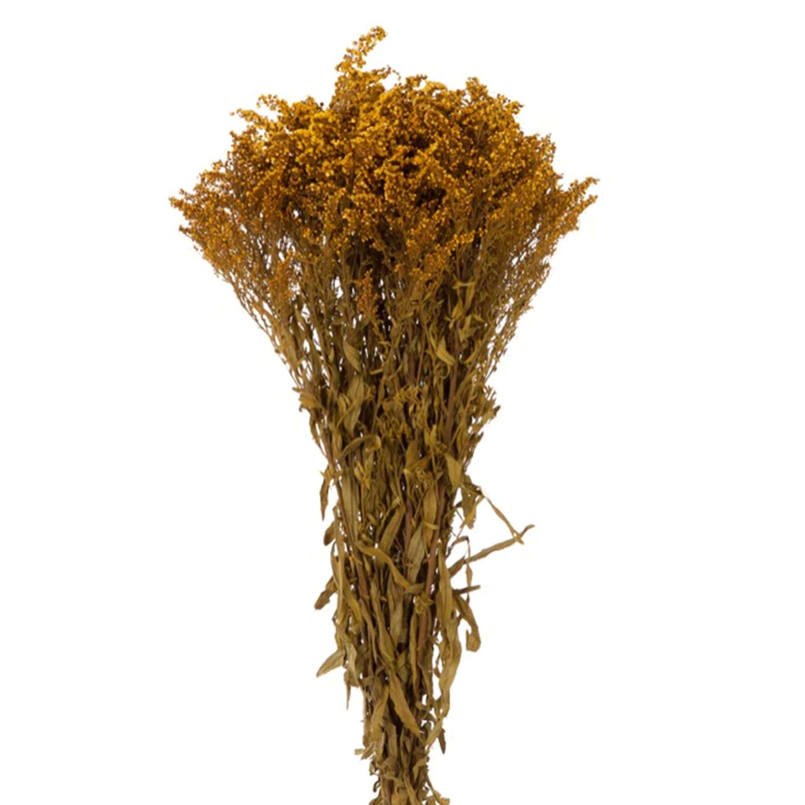 Solidago giallo