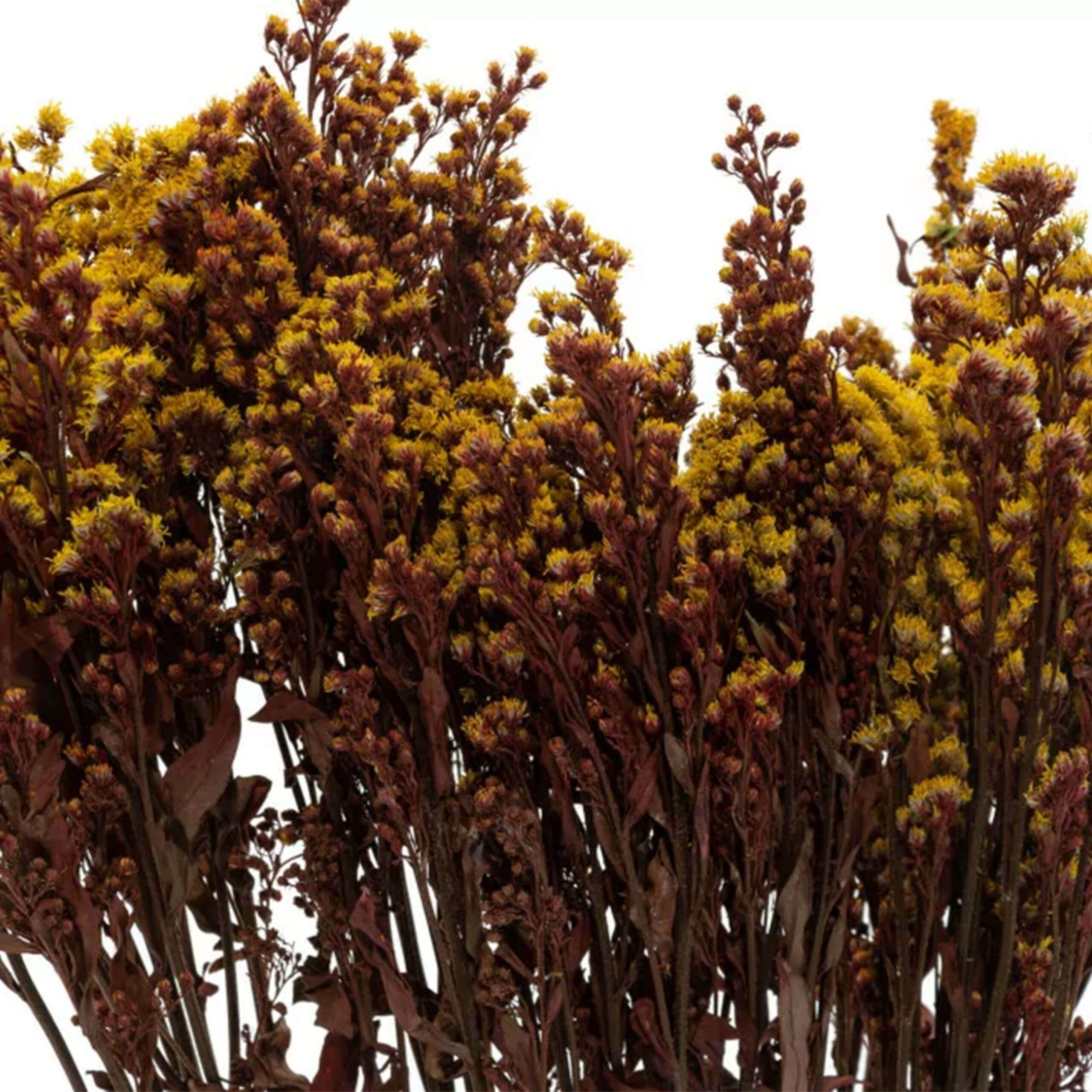 Solidago giallo - immagine 2
