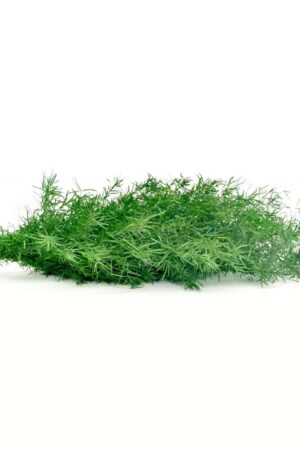 Springerie verde chiaro