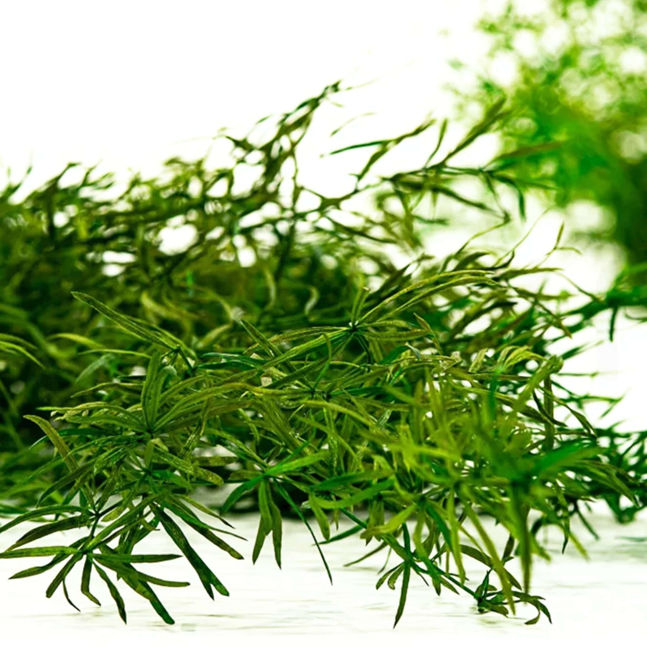 Springerie verde scuro - immagine 2