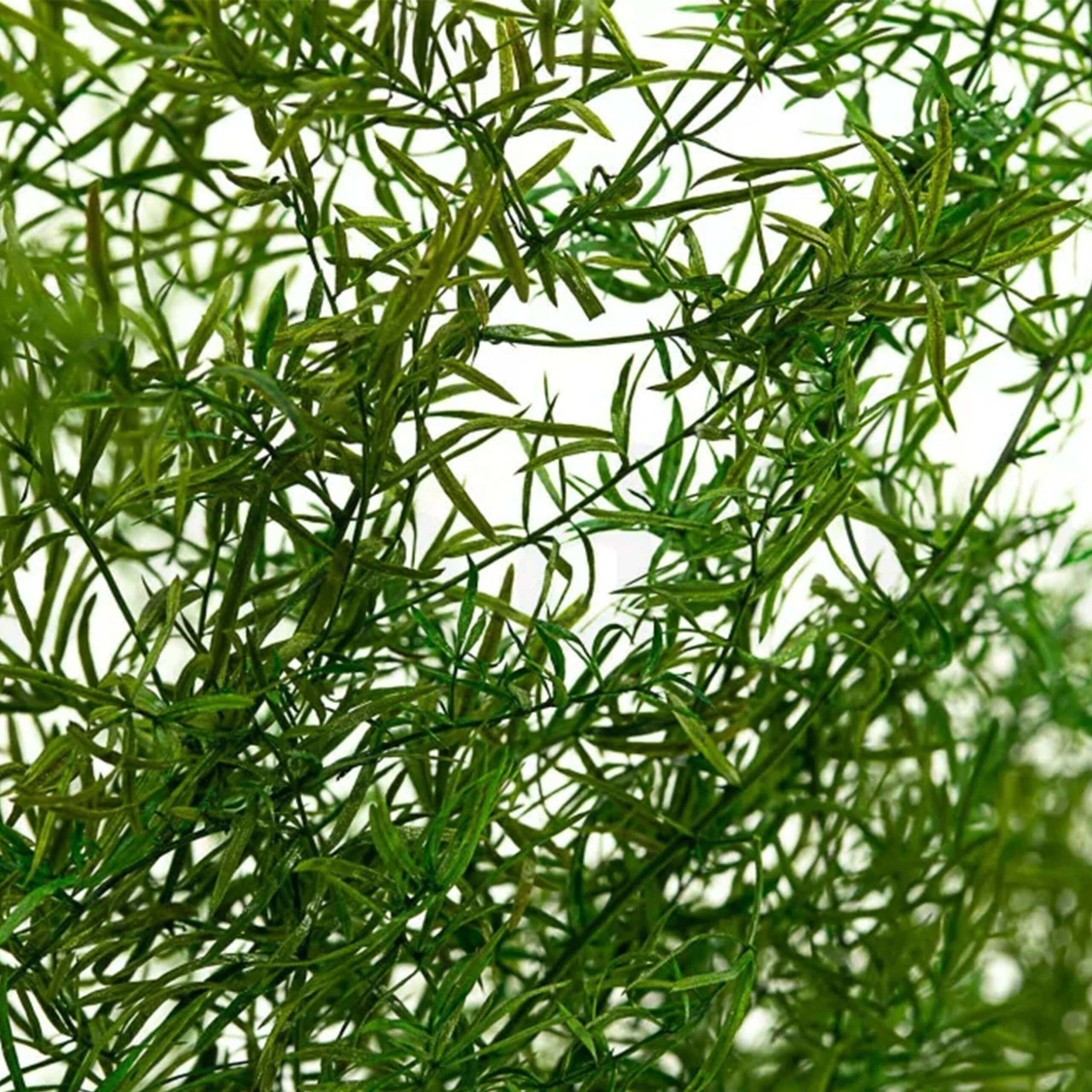 Springerie verde scuro - immagine 3