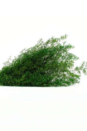 Springerie verde scuro