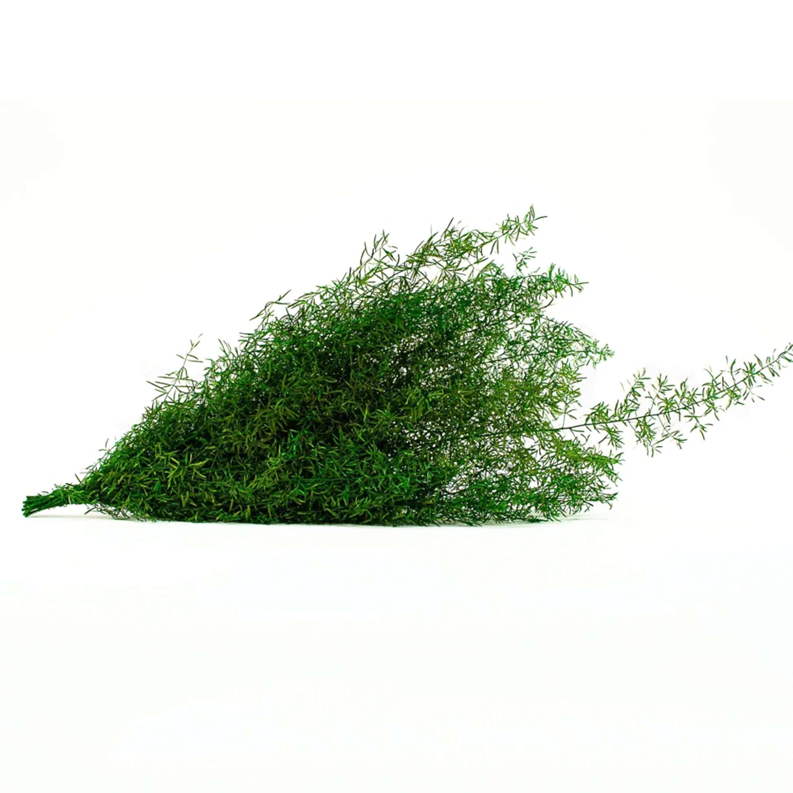 Springerie verde scuro