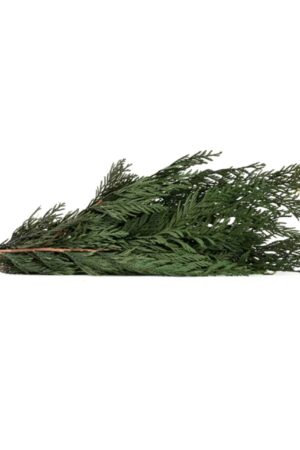 Thuja Orientalis stabilizzata