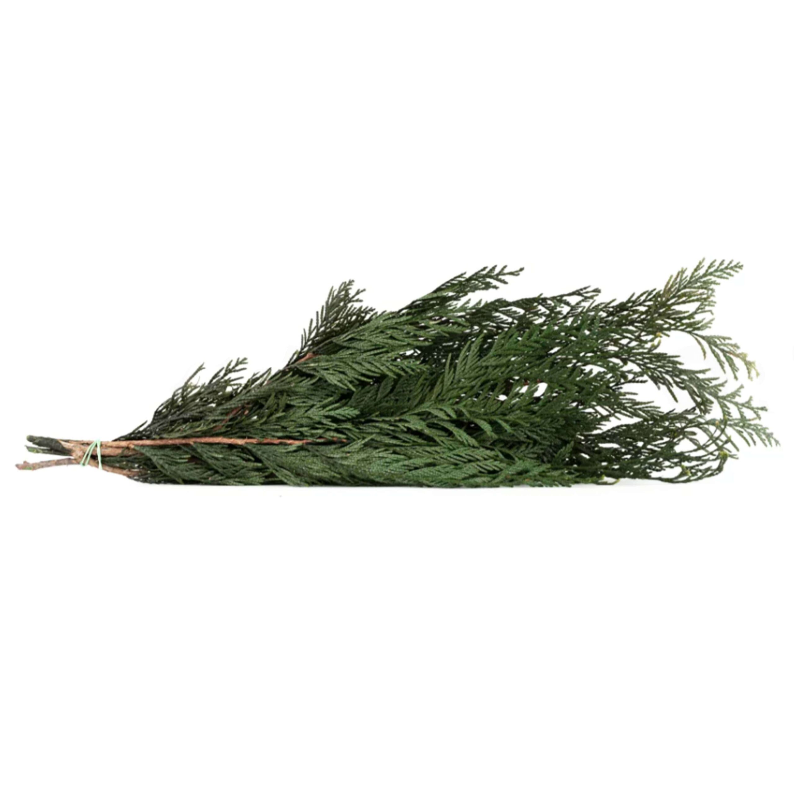 Thuja Orientalis stabilizzata
