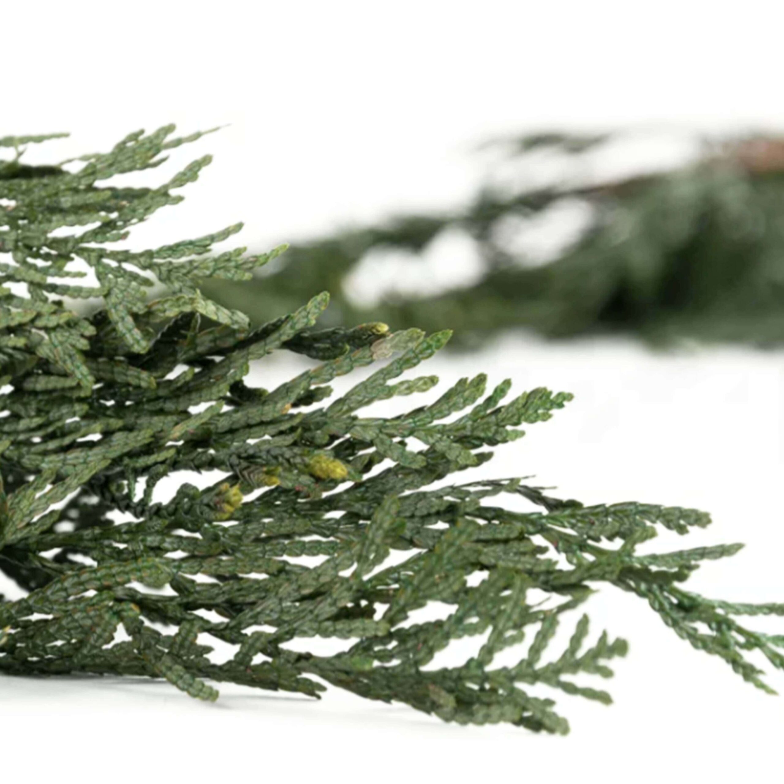 Thuja Orientalis stabilizzata - immagine 2