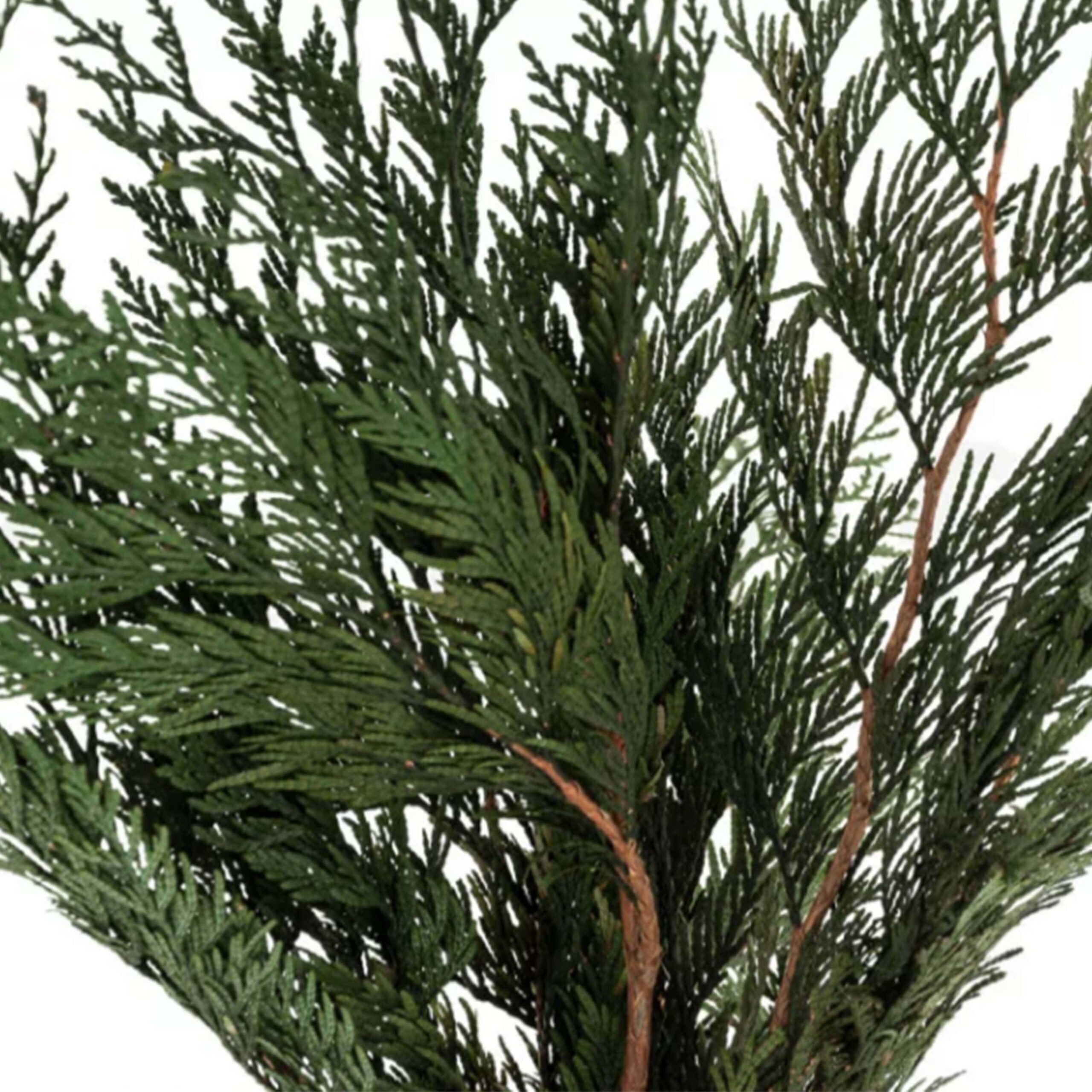 Thuja Orientalis stabilizzata - immagine 3