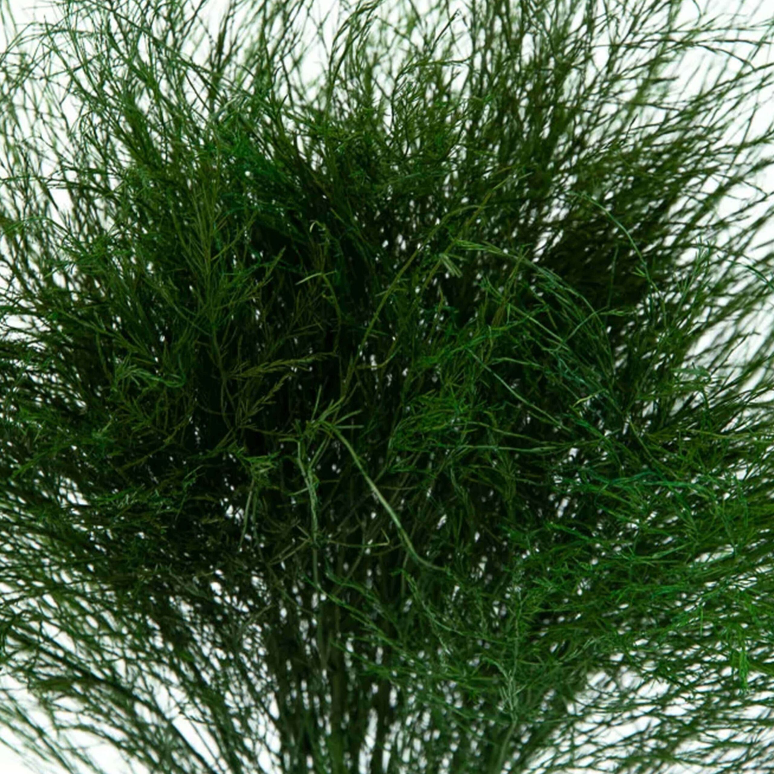 Tree fern stabilizzato - immagine 3