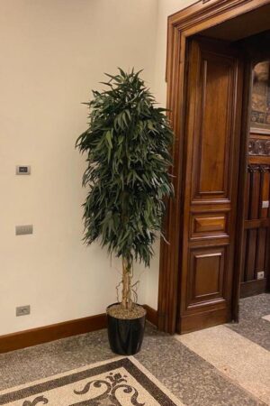 Albero Eucalipto Willow double