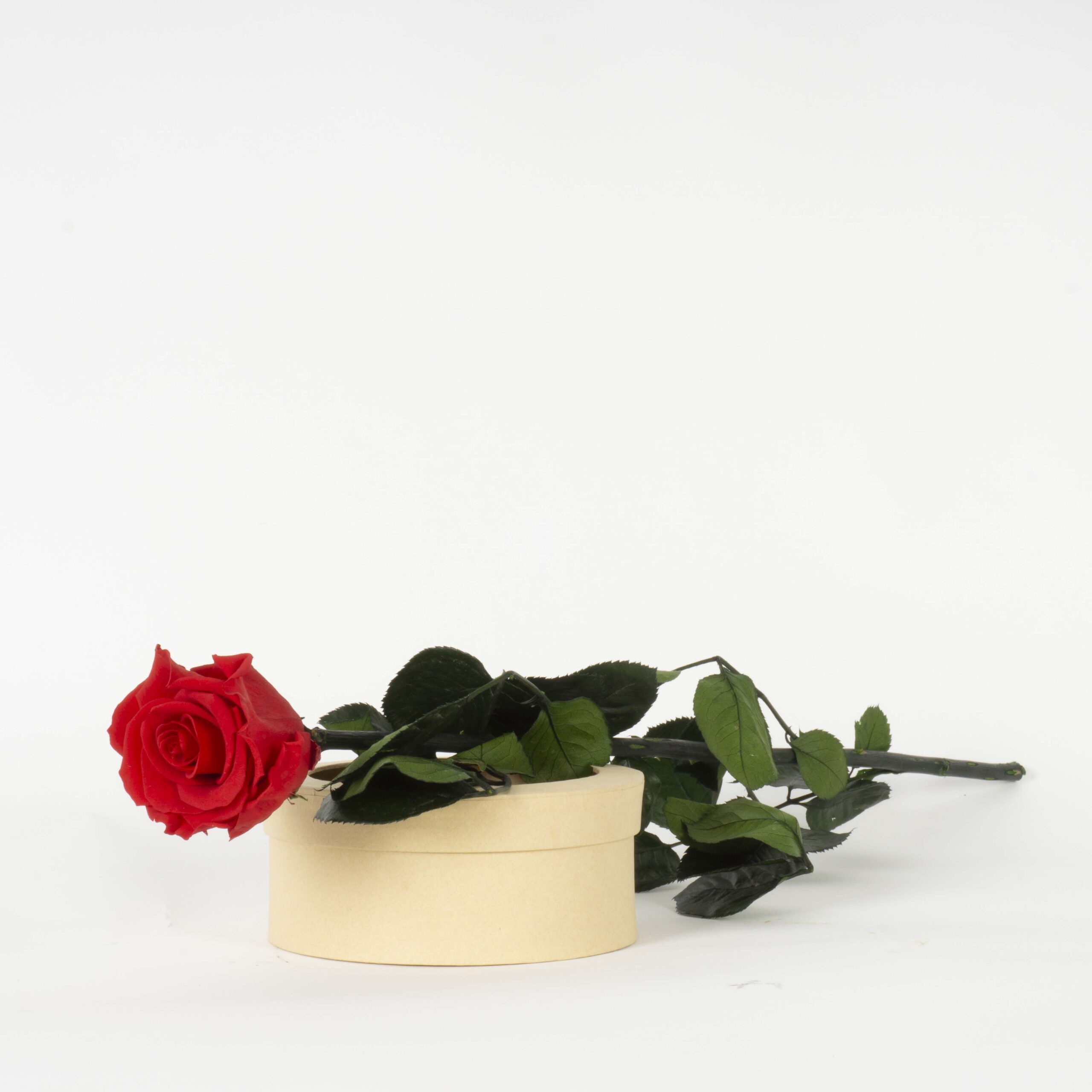 Rosa con stelo rossa - immagine 5