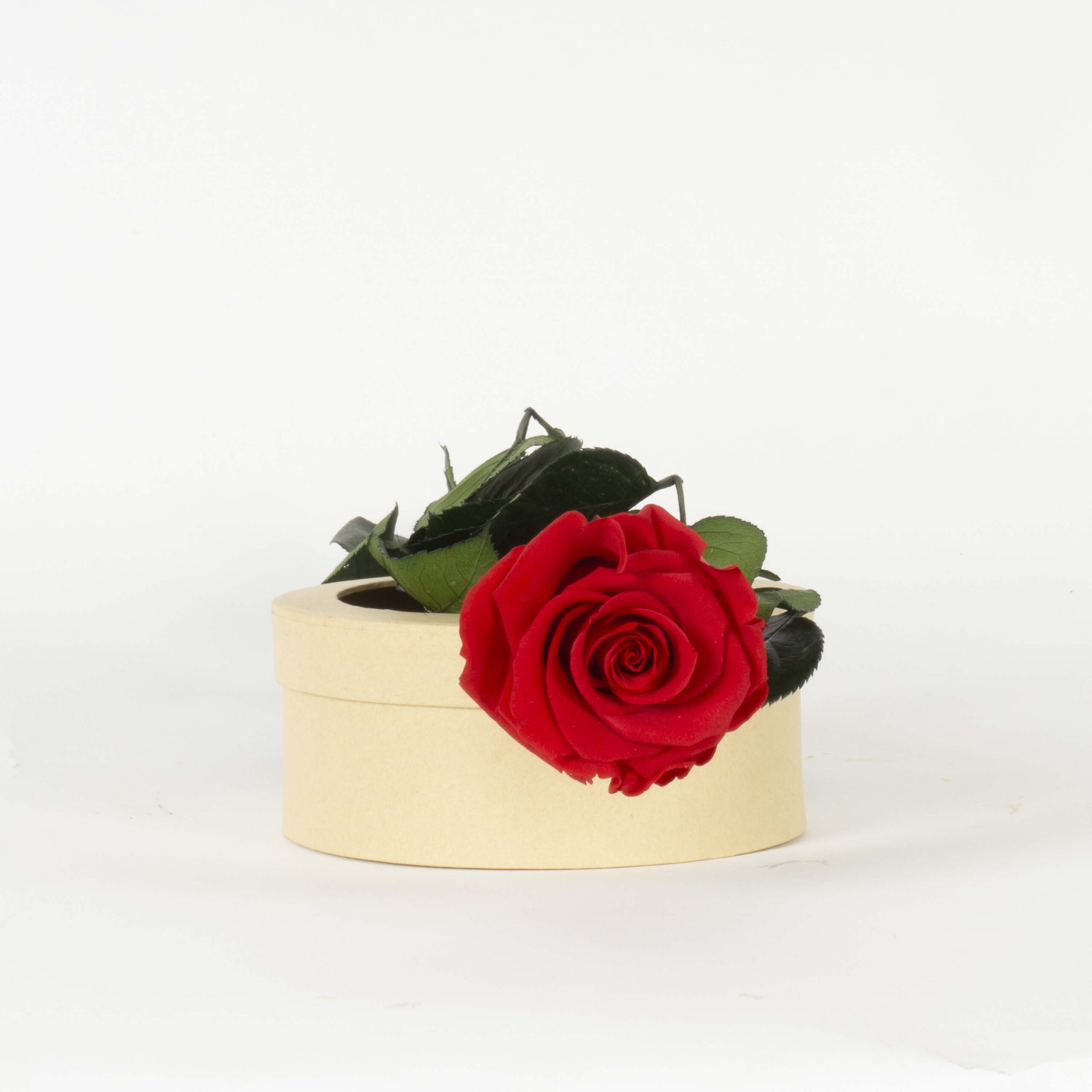 Rosa con stelo rossa - immagine 6