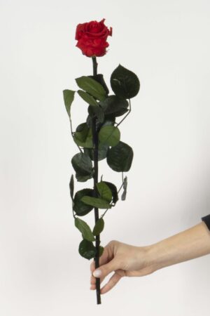 Rosa con stelo rossa