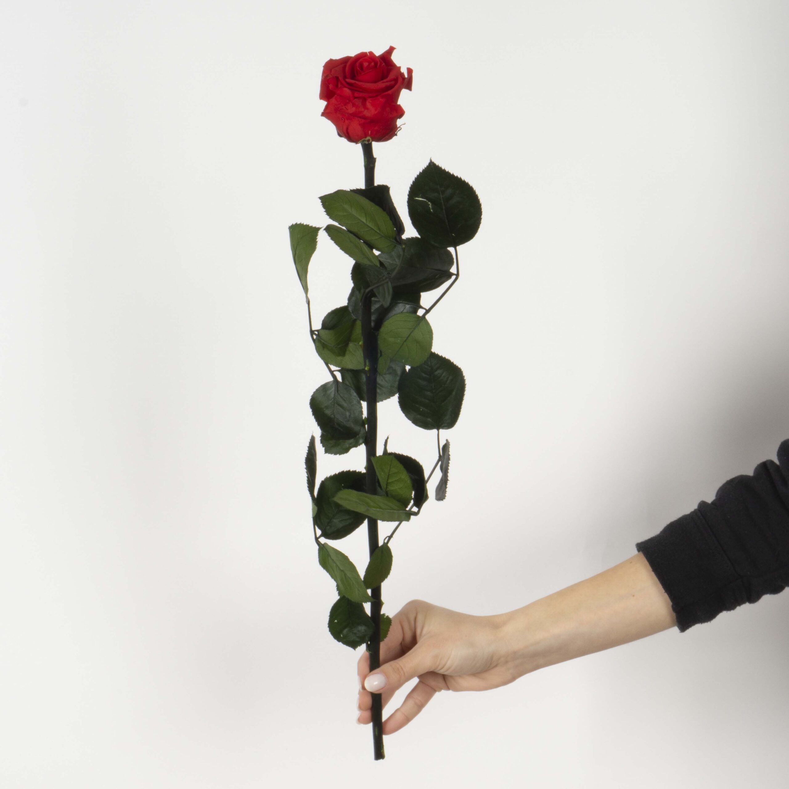Rosa con stelo rossa