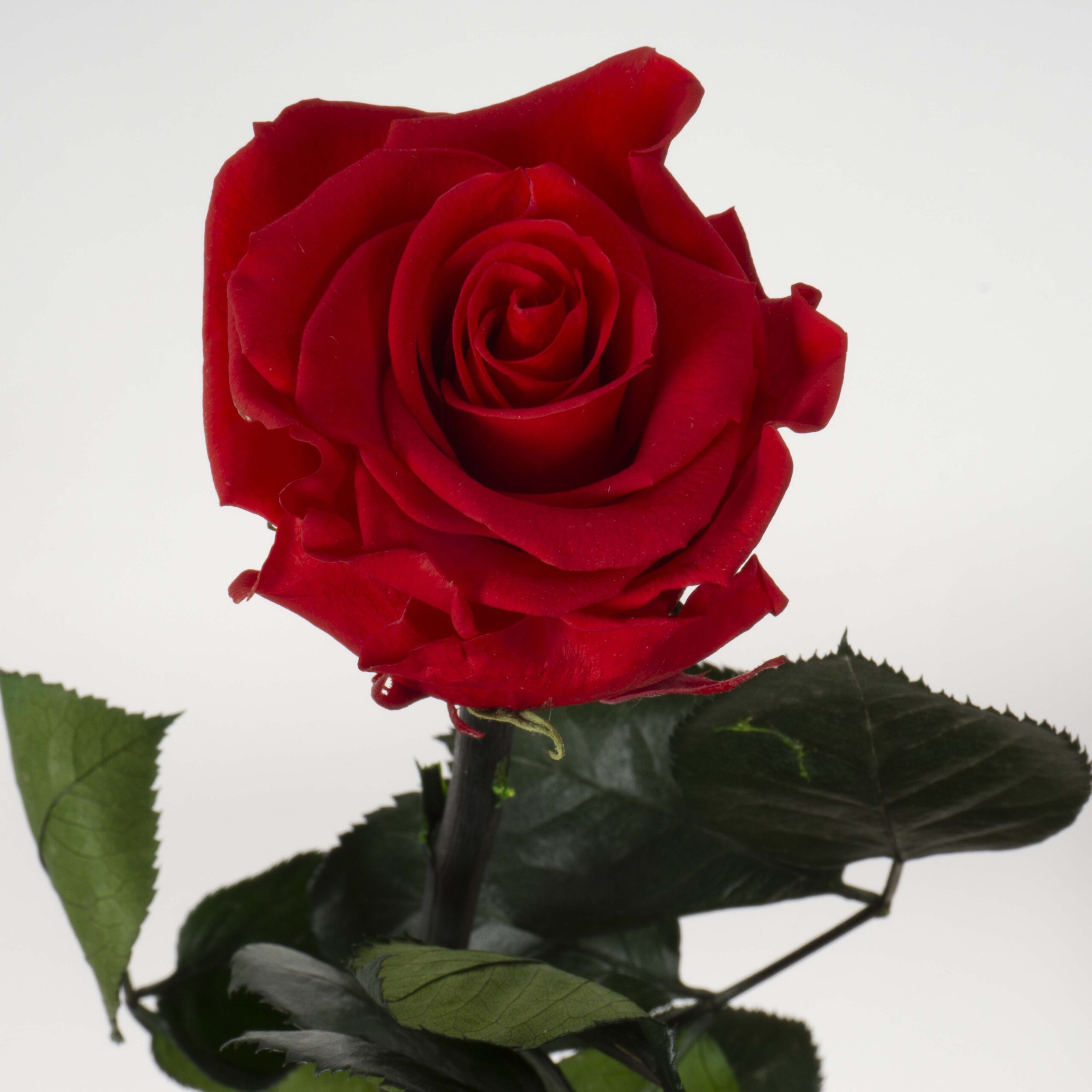 Rosa con stelo rossa - immagine 3