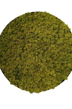 Green circle di lichene