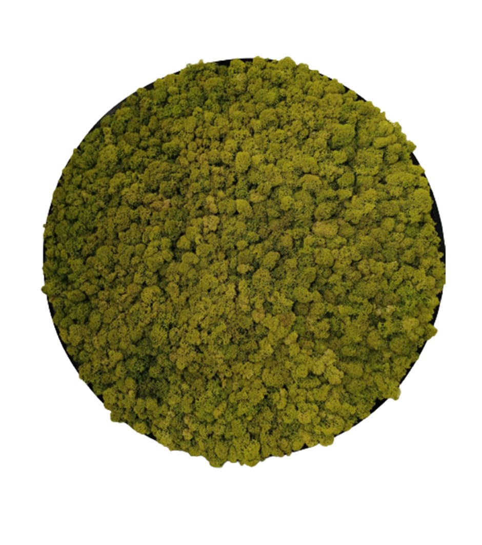 Green circle di lichene