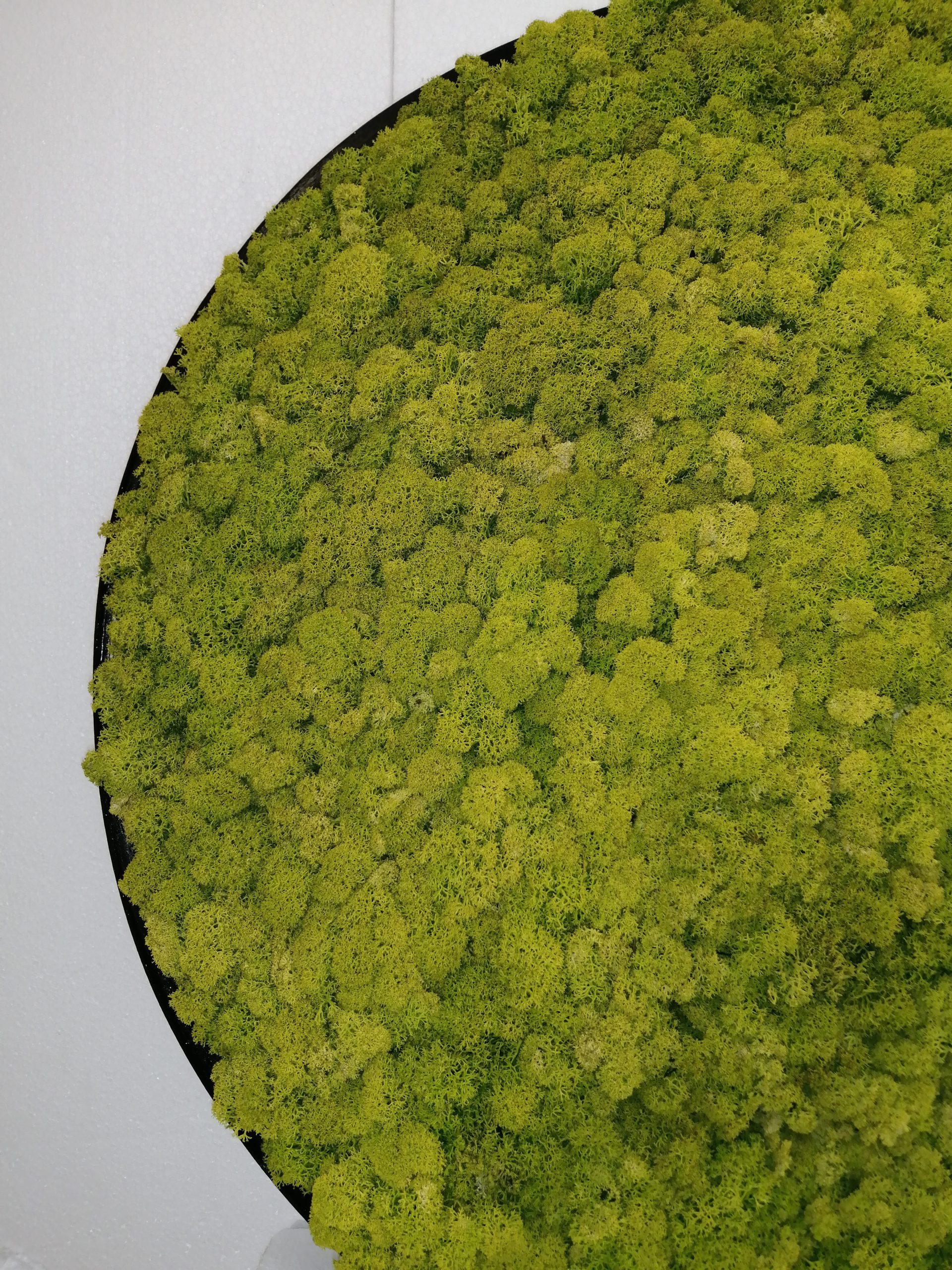 Green circle di lichene - immagine 2