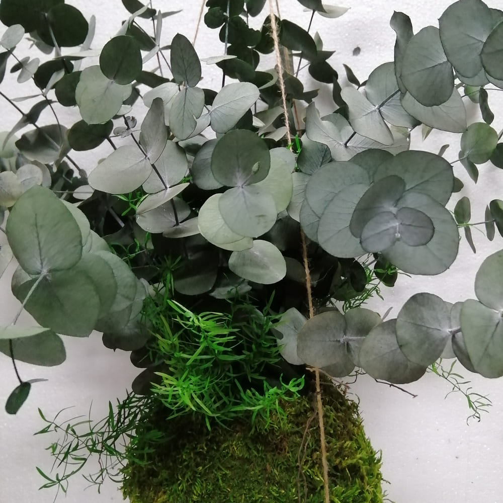 Kokedama Cinerea stabilizzata