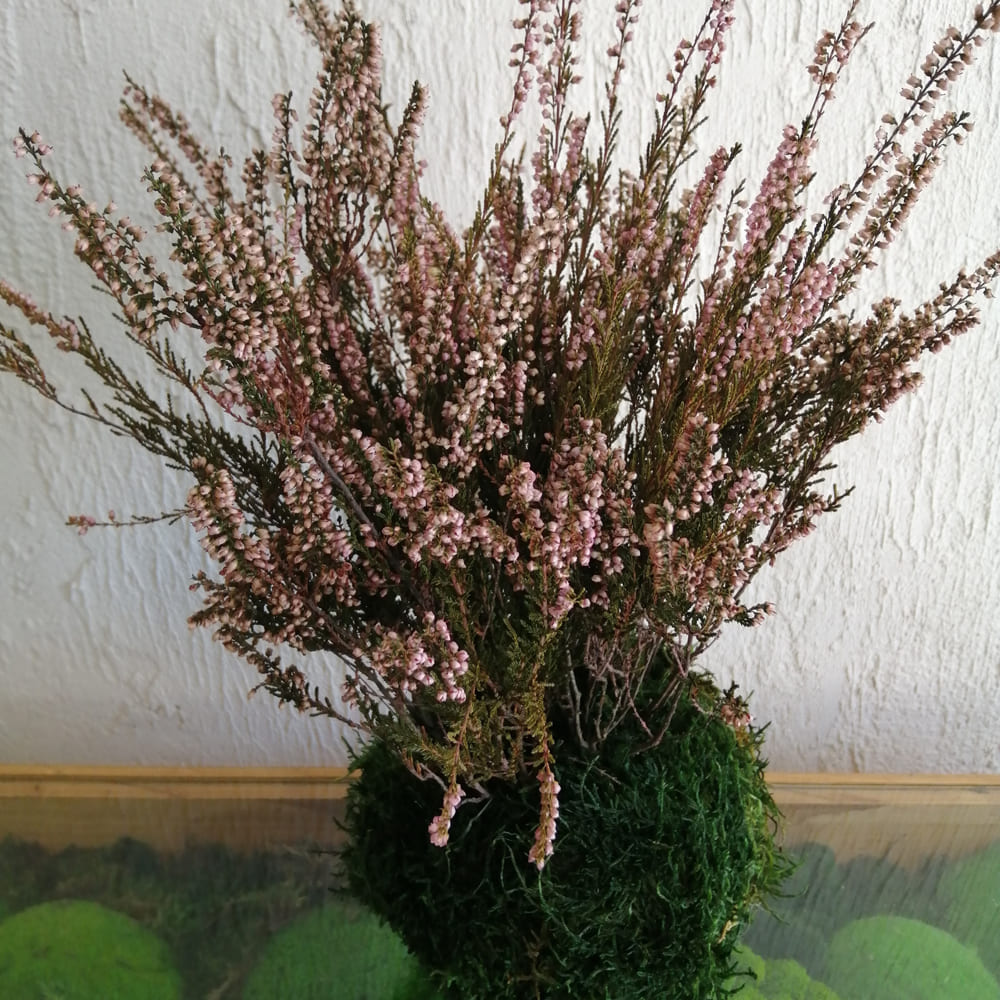 Kokedama Erica stabilizzata