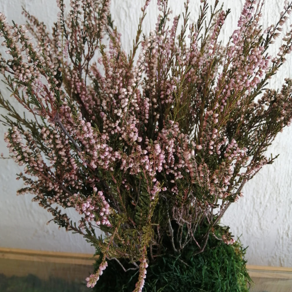 Kokedama Erica stabilizzata - immagine 2