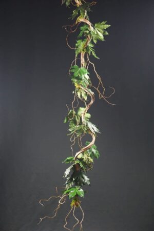 Liana Aralia stabilizzata