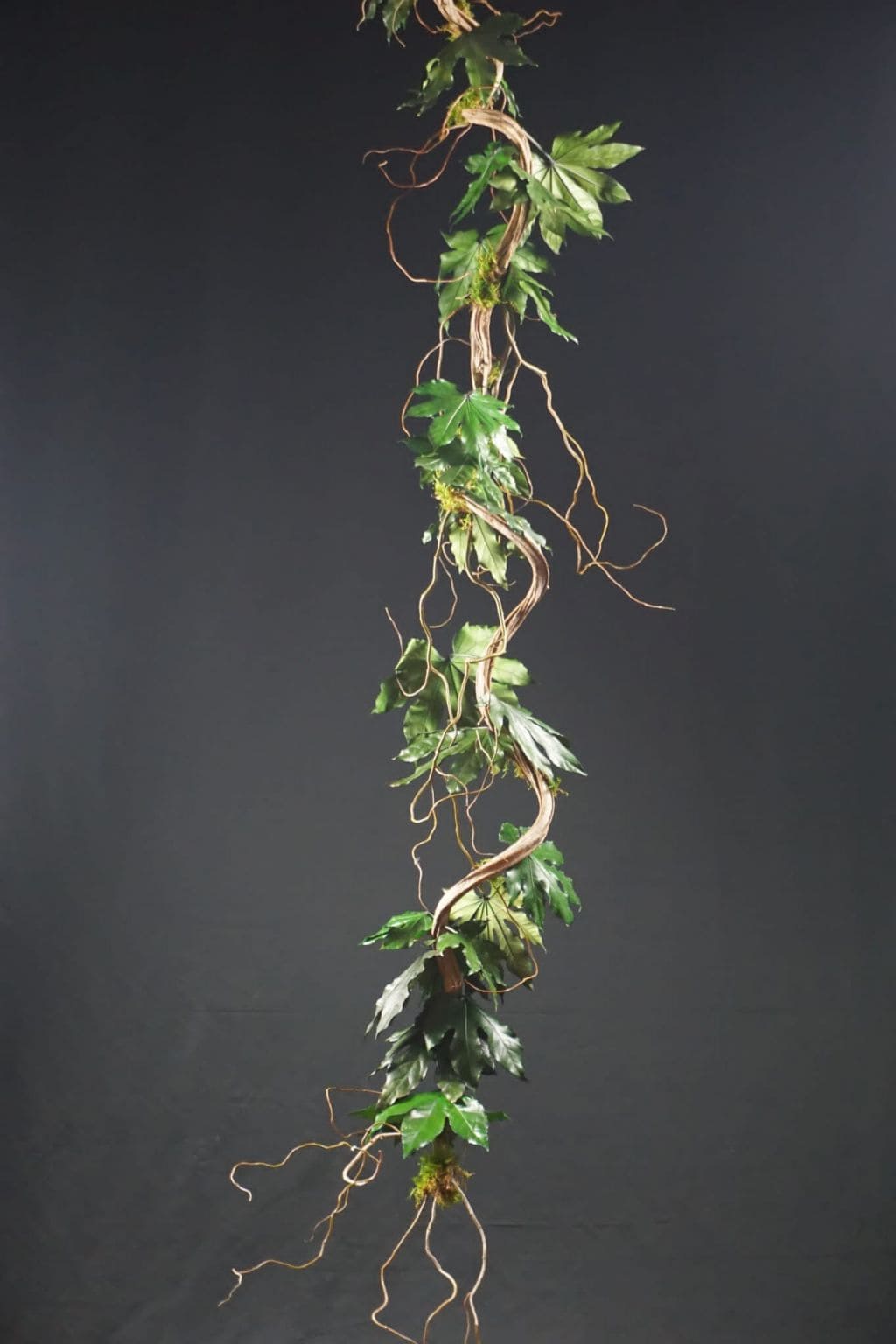 Liana Aralia stabilizzata