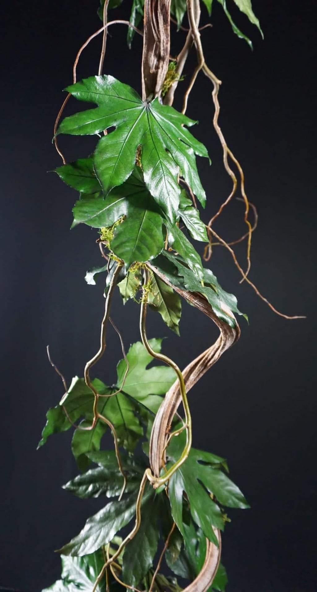 Liana Aralia stabilizzata - immagine 2