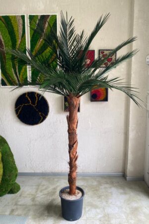 Palma Phoenix stabilizzata