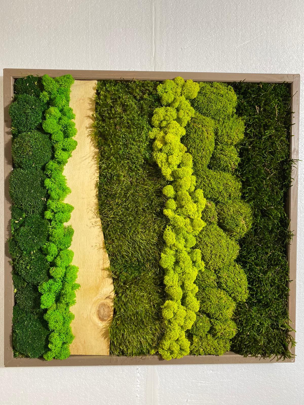 Quadro sezioni di muschio e lichene