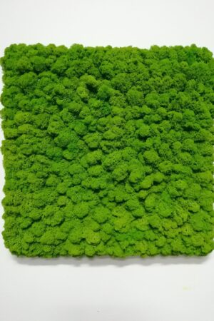 Quadro lichene cornice nascosta
