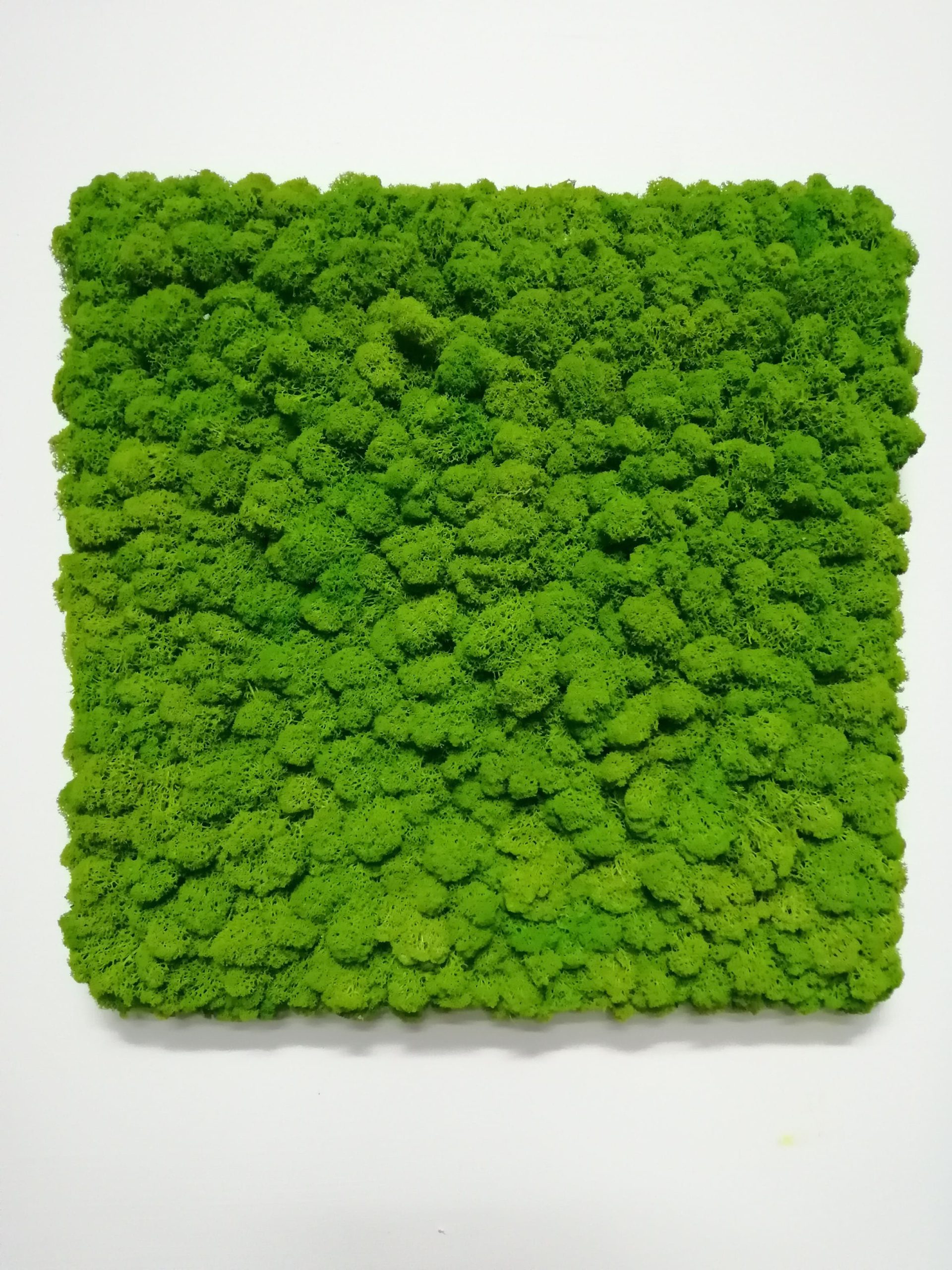 Quadro lichene cornice nascosta