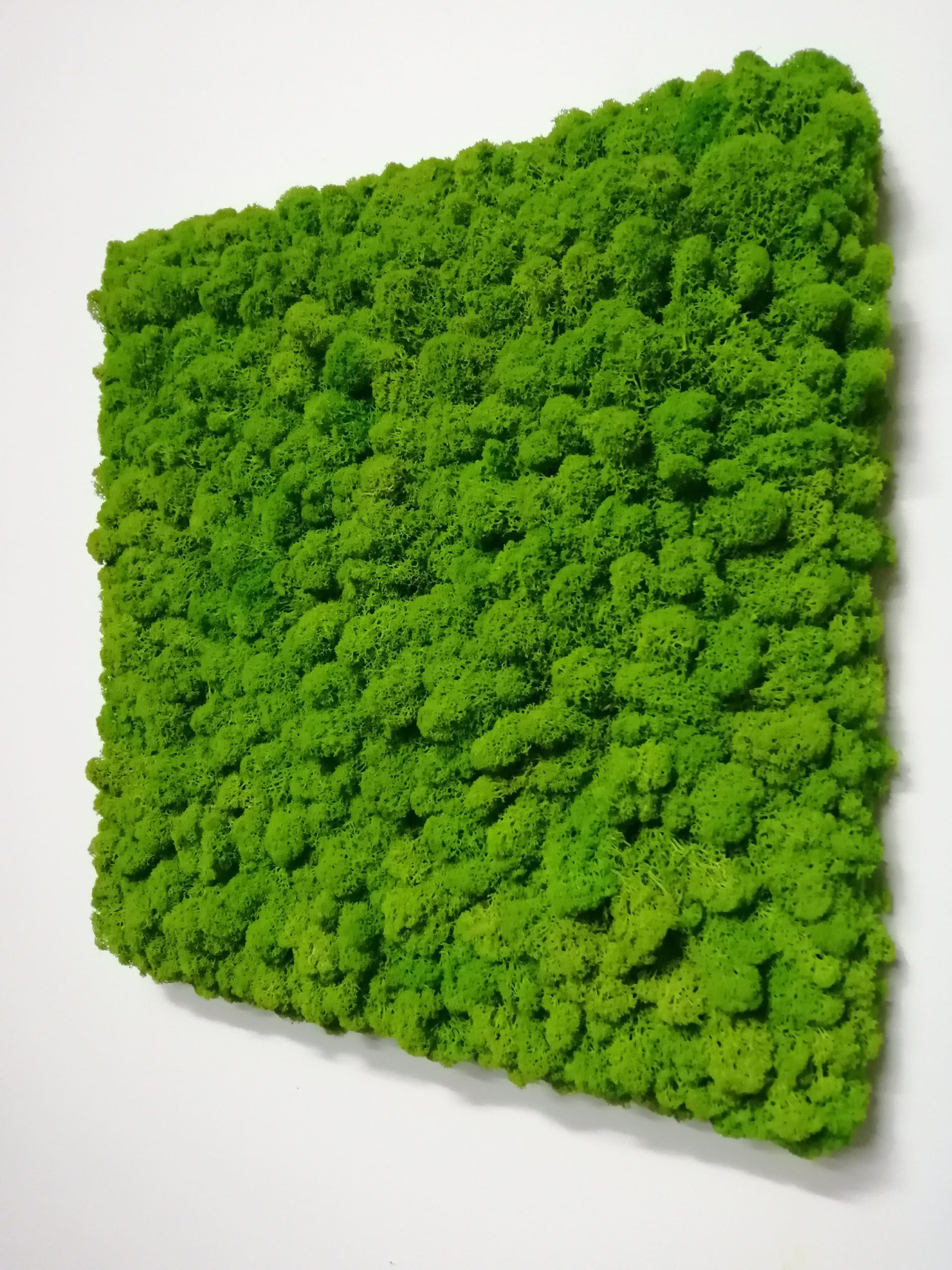 Quadro lichene cornice nascosta - immagine 2