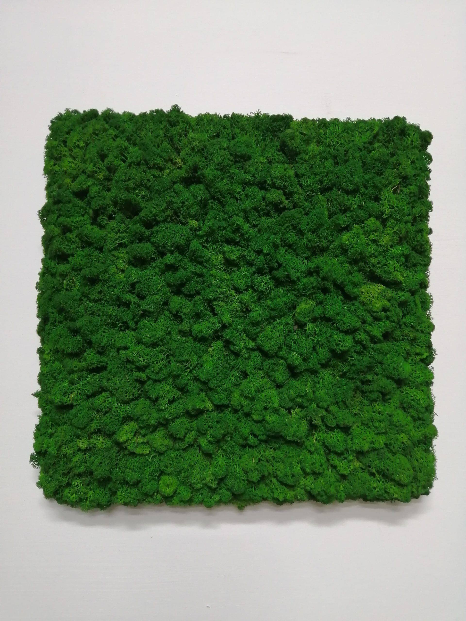Quadro lichene con cornice nascosta