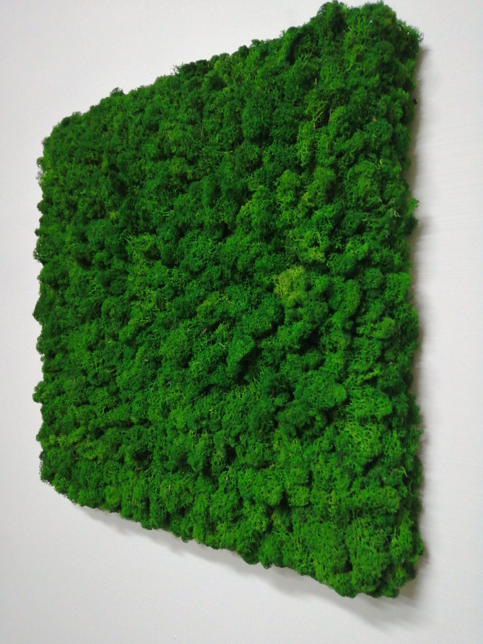 Quadro lichene con cornice nascosta - immagine 2