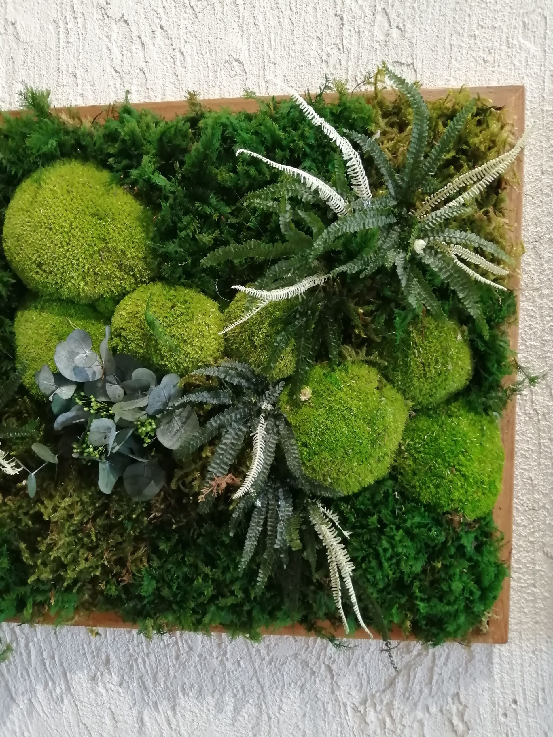 Quadro muschio fern - immagine 2