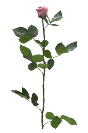 Rosa con stelo ciliegia