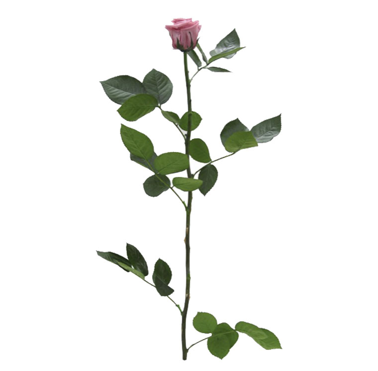 Rosa con stelo ciliegia