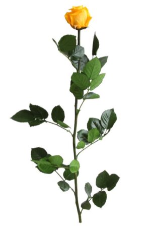 Rosa con stelo gialla