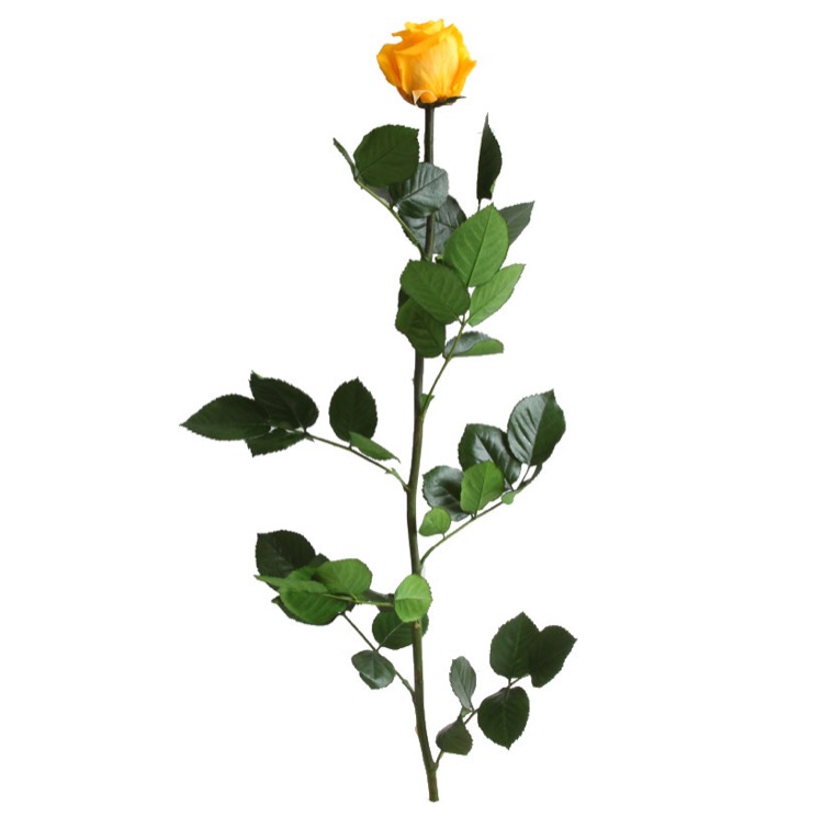 Rosa con stelo gialla