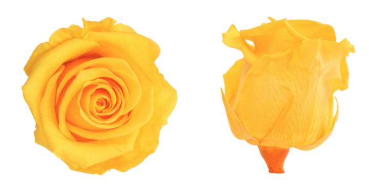 Rosa con stelo gialla - immagine 2