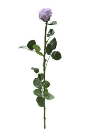 Rosa con stelo lilla